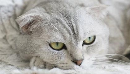 C7娱乐中国|足球赛事v8.2.1